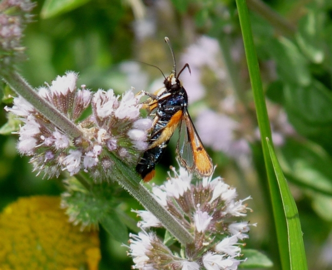 Lepidottero strano: cfr.  Pyropteron chrysidiformis  (Sesiidae)